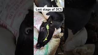 Downer cow syndrome l dr Umar khan [upl. by Ycniuqed]