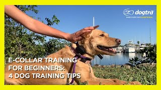 Ecollar Training for Beginners  4 Dog Training Tips [upl. by Supmart]