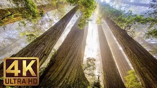 The Tallest Trees on Earth  4K Nature Documentary Film  Redwood National and State Parks [upl. by Lipson]