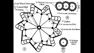 Centrioles  Structure and functions of centrioles  Centrosome [upl. by Lati879]