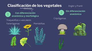 Sistemática y Taxonomía Vegetal [upl. by Oinolopa301]