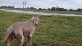 Weimaraner sneak attack [upl. by Nedrud]