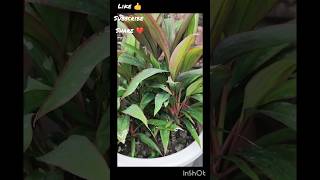 How to grow Cordyline  Ti Plant shorts indoorplants youtubeshorts [upl. by Spaulding]