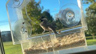 Chickadee in Slow Motion  Cracking a Seed [upl. by Dranek84]