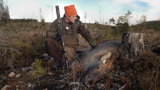 Lyckad älgjakt med unga jämthunden Kolarbergets Iver [upl. by Llenod]