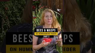 How to get bees and wasps off your hummingbird feeder [upl. by Bigner538]