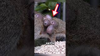 Saving squirrel from botfly infestation 😱 shorts botfly [upl. by Abisia]