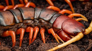 Scolopendra sp White Beard feeding Please read pinned comment [upl. by Betthel]