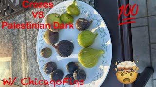 Crozes VS Palestinian Dark Figs Review with ChicagoFigs [upl. by Huberto]