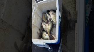 CRAPPIE FISHING FOR A LIMIT WITH 903 FISHING‼️ [upl. by Matthaus]