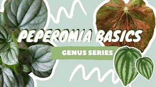 PEPEROMIA PLANT CARE  COLLECTION  houseplant genus series [upl. by Tymes835]