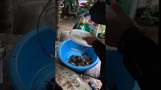 Catch king crabs and snails bigsnail fishingtechniques snailfish [upl. by Ahsehyt]