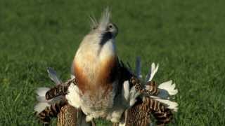 Displaying of Great Bustard in Austria  Balz der Großtrappe in Österreich  video 13 [upl. by Albie]