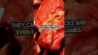 Shocking Facts About Pork You Need to Know viralvideo shocking facts [upl. by Teik]