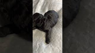 Black Mini Labradoodle Puppy [upl. by Eugenia]