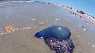 Portuguese Man O War Still Alive See It Move Its Self [upl. by Haden]