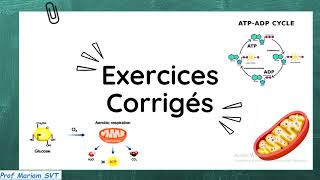 Exercices ATP amp MUSCLE Partie 7 🔥🔥 2bac SVT  2 bac PC [upl. by Eralcyram656]