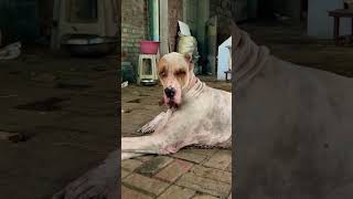 alangu doglover pitbull mastiffdog bullykutta pets tamilpets funny rottweilerlove cutedog [upl. by Hadley866]