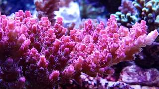 Egon24 Reef Tank 532l Full Aquaforest [upl. by Indihar266]