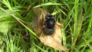 Anthophora plumipes female [upl. by Haywood]