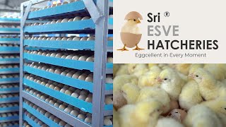 The Amazing Full process of Modern Chicks Hatchery  Hatchery Farming Technology  ibusinesszone [upl. by Gnouh]