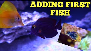 Adding First Fish  Acclimating tips [upl. by Affer]