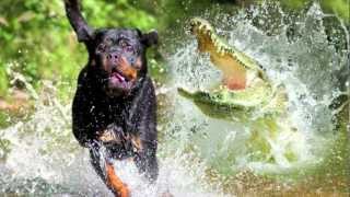 Alligator VS Dog Vote NEW [upl. by Lela]