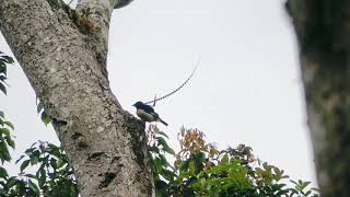 King of Saxony Bird of Paradise drinking [upl. by Nais133]