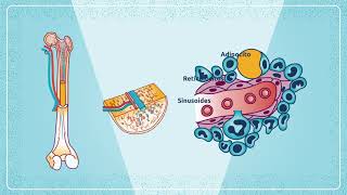 Hematopoyesis [upl. by Langill]