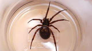 False widow spiders what you need to know [upl. by Minne598]