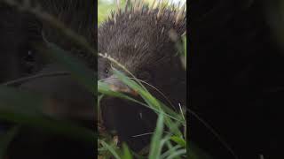 Phillip Island Wildlife Park Victoria Australia [upl. by Malaspina]