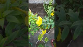 allamanda flower common name gardening [upl. by Ycnej]