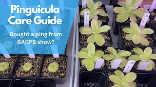 Carnivorous Plants  Pinguicula Care Guide [upl. by Olen943]