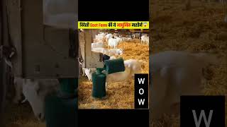 Goats 🐐 Form management ✅✅ viralvideo goat amazon comedyfilms cow animals [upl. by Dredi]