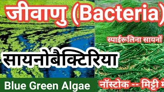 सायनोबैक्टीरिया क्या है  Blue Green Algae  cyanobacteria in hindi  Biology GK  जीवाणुBacteria [upl. by Autumn663]