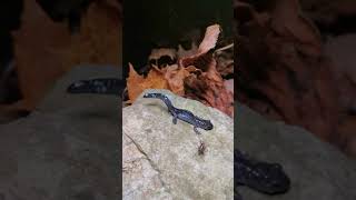 BlueSpotted Salamander Ambystoma laterale Predator Defense [upl. by Anisamoht184]