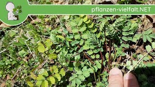 Kleiner Wiesenknopf  Erste Boten  300318 Sanguisorba minor  PflanzenBestimmung [upl. by Ruddy]