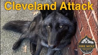 Attack in Cleveland leaves devastation in its wake [upl. by Raffaj302]