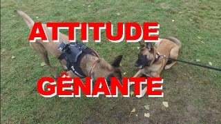 MALINOIS ANATOMIE SOCIAL DU CHIEN [upl. by Gallager]