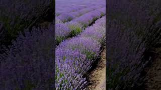 Lavender Fields Mesimeri Greece [upl. by Lairret]