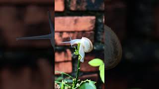 Snail on the Top of the plant 🐌 ☘️ snail plants top top10 coprosma spathoglottis viralvideo [upl. by Hulda]