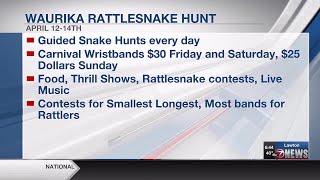 Waurika Rattlesnake Hunt in full swing this weekend [upl. by Yulma]