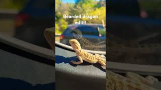 Bearded dragon edit beardeddragon beardeddragons [upl. by Kerianne]