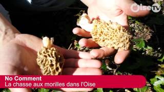 Les secrets pour cueillir des morilles dans lOise No comment [upl. by Gyatt]