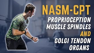 Secrets to Understanding Proprioception Muscle Spindles amp Golgi Tendon Organs  NASMCPT Prep [upl. by Reppiks]