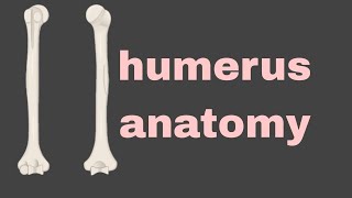 humerus anatomy [upl. by Lertram749]