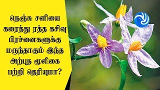 நெஞ்சு சளியை கரைத்து ரத்த கசிவு பிரச்னைகளுக்கு மருந்தாகும் இந்த அற்புத மூலிகை பற்றி தெரியுமா [upl. by Aivatco828]