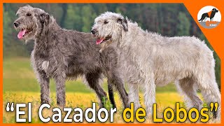 El cazador de Lobos Irish Wolfhound 🐺🍀Loberoirlandés irishwolfhound [upl. by Atirehc]