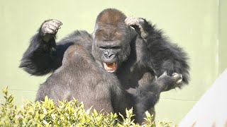 Huge Silverback Gorilla Shows Off His Strength  Gorillas Screaming  The Shabani Group [upl. by Stilu]