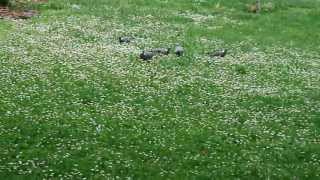 PALOMAS AFRICANAS EN PARQUE FUENTE DEL BERRO [upl. by Ahsimik763]